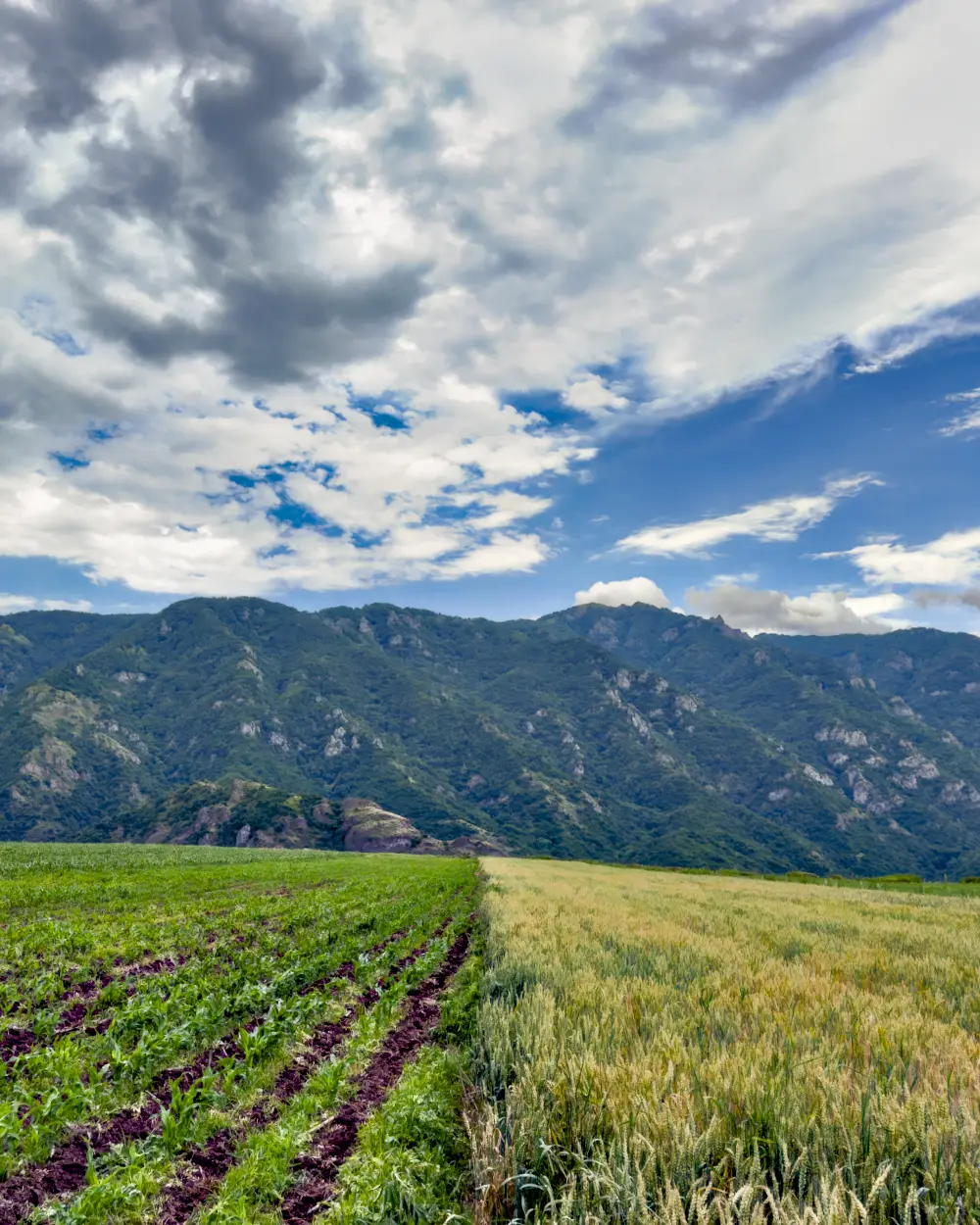 Green and golden wheat fields at the foot of the mountains in Armenia